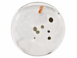 ACTHA00823